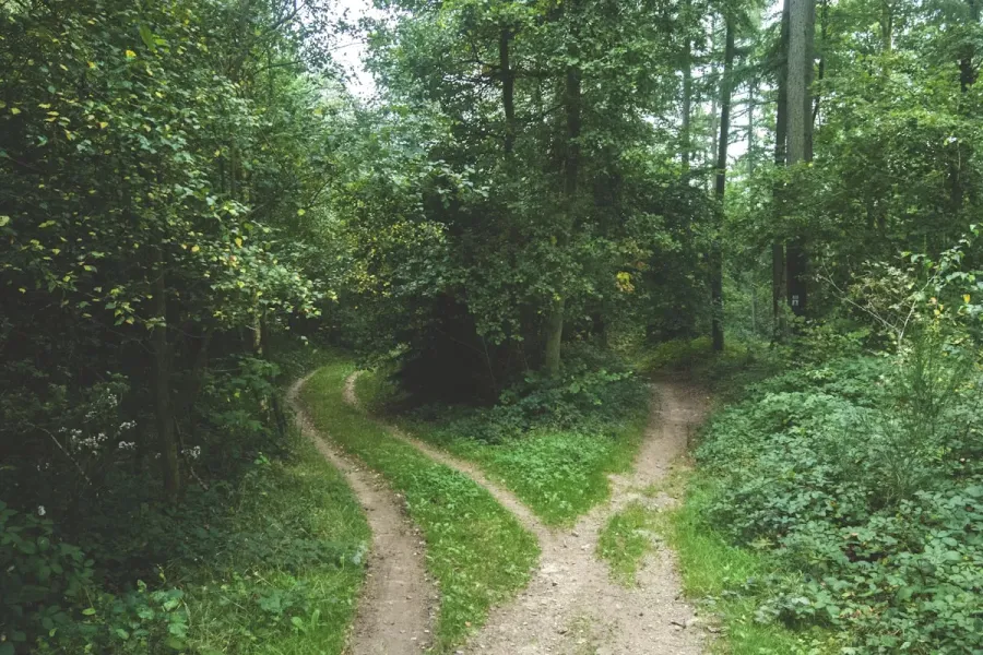DIY vs Professional SEO: An Honest Decision Framework