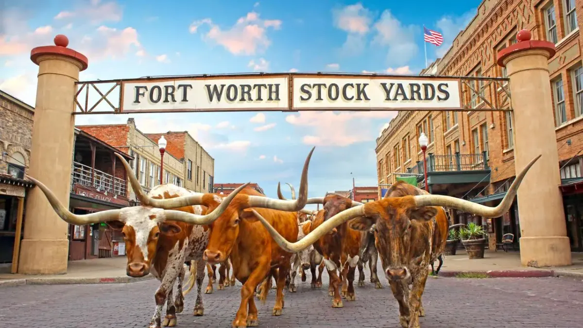 Digital marketing expertise in Fort Worth