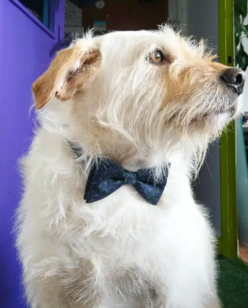Pez the office dog