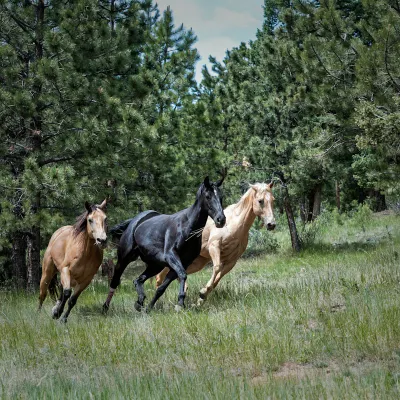 Woodland Park